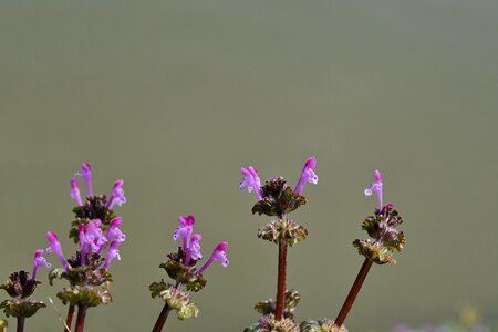 Garden nature pink photo