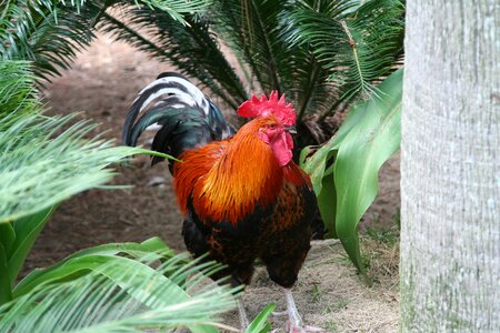 Chicken new nature