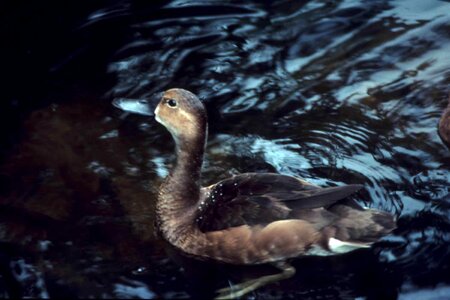 Bird duck female
