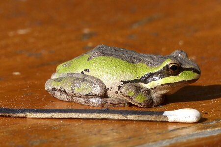 Frog tiny animal photo