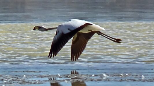 Bird fly wings