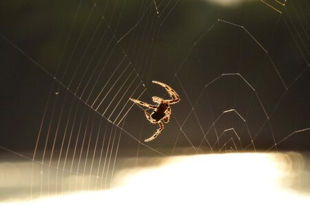 Spider spider web sunshine photo