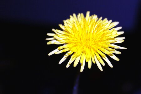 Blossom dandelion flora