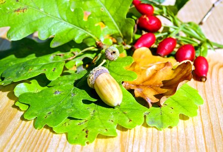 Acorn diet dietary