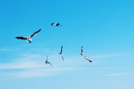 Flying seagulls photo