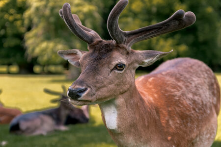 1 Beautiful portrait of deer at forest photo