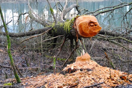 Beaver tree beaver eating inn photo