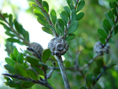 Bush haulm seed