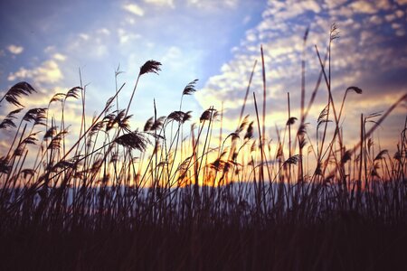Lake nature reed