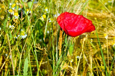 Beautiful Flowers blooming blossom photo