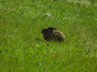 Animal ecology environment