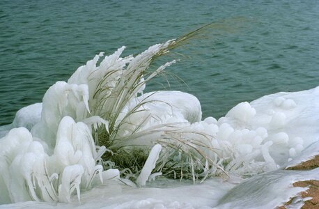 Crops frost frozen photo