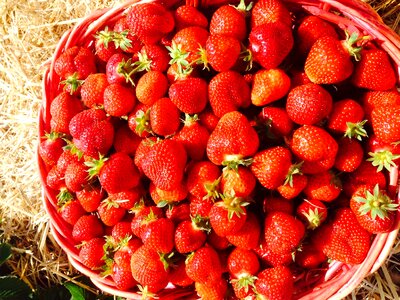 Delicious berry plant