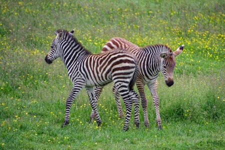 Africa animal fauna