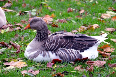 Animal duck nature