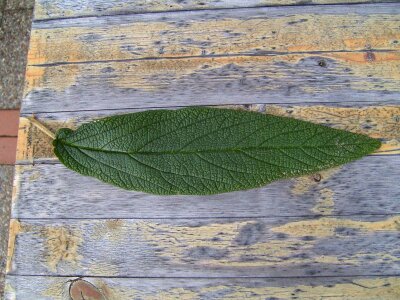 Dark high resolution leaf