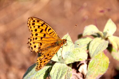 Largest butterfly tropical butterfly philaethria dido photo