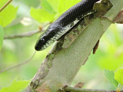 Black rat snake-2 photo