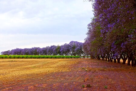 Purple stand blossom