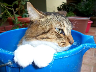 Stripes rest feline photo