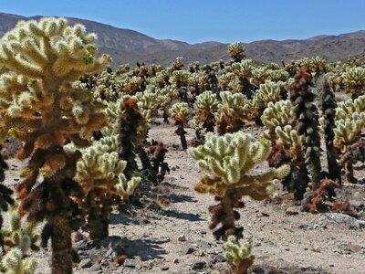 Desert landscape cactus photo