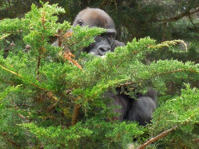 Ape endangered wildlife