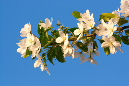 blossoming tree