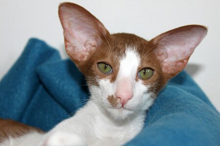 Curious oriental shorthair fur