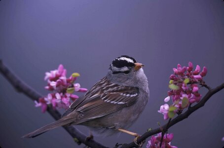 Blossoming sparrow tree