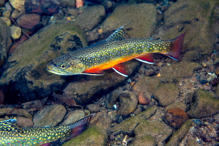 Brook trout-1