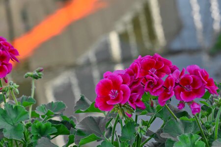 Pink plant flower photo