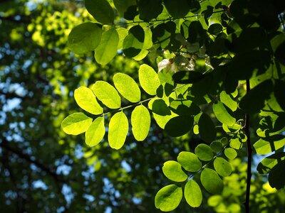 Filigree leaf structures tree photo