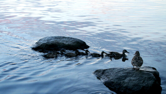 Ducks and Ducklings photo