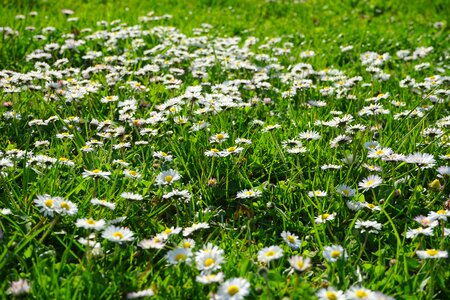 White flower carpet flower