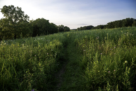 Hiking Trail through the grassland at Cross Plains State Park