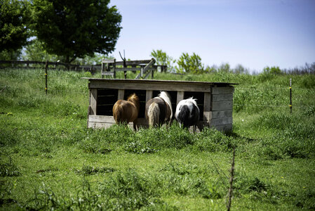 Horses in the Stable photo