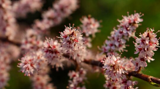 Flower herb blossom