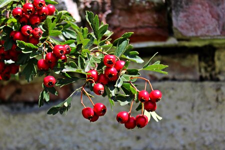 Plant nature rowanberries