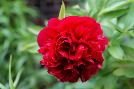 Peony close up red photo