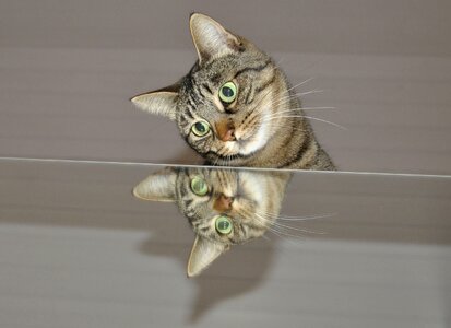 Animals domestic cat mirroring photo