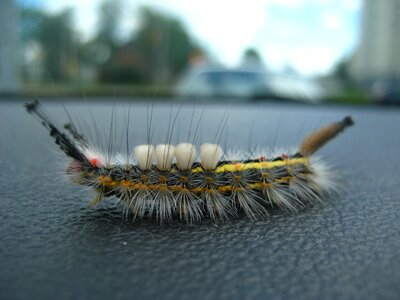 Bug nature wildlife