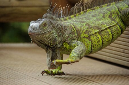 Mariposario de benalmadena animal reptile