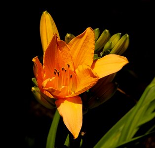 Blossom bloom petals photo