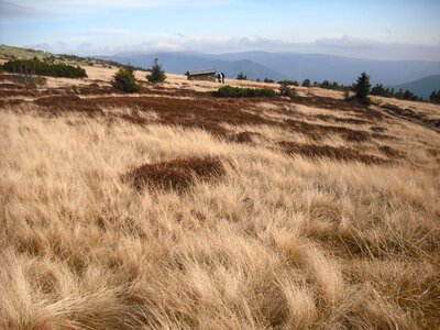 Wind nature dry grass