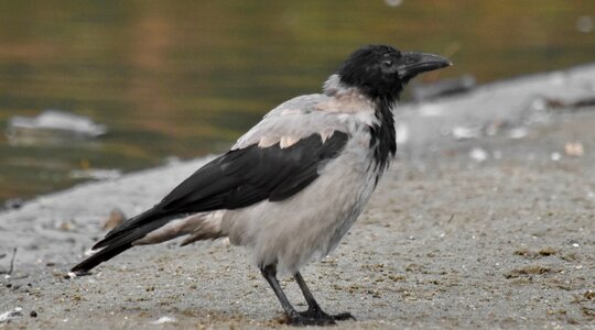Black And White black bird crow photo