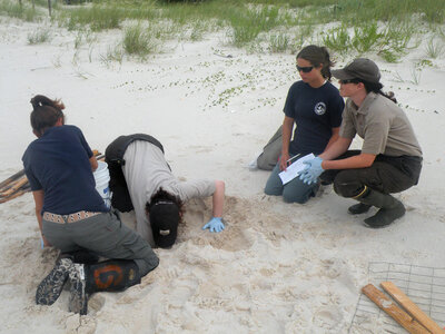 Sea turtle nest relocation-1 photo