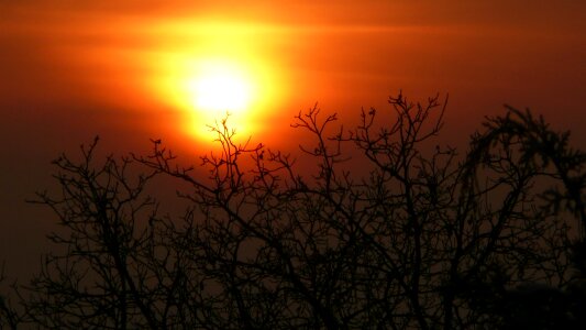 Glow dusk tree photo