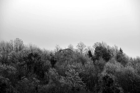 Black and white forest in fog photo