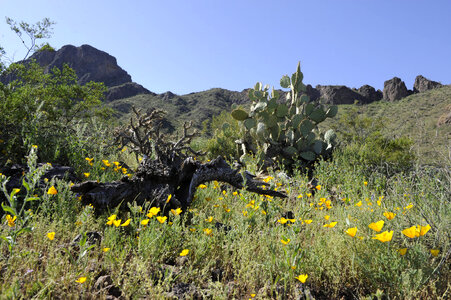 Sonoran Desert at the Cabeza Prieta National Wildlife Refuge