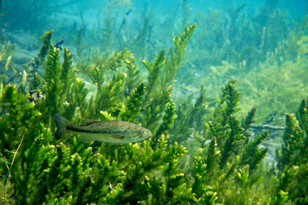Largemouth bass in coontail